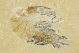 Two Cretaceous Fossil Shrimp - Lebanon #308515-2